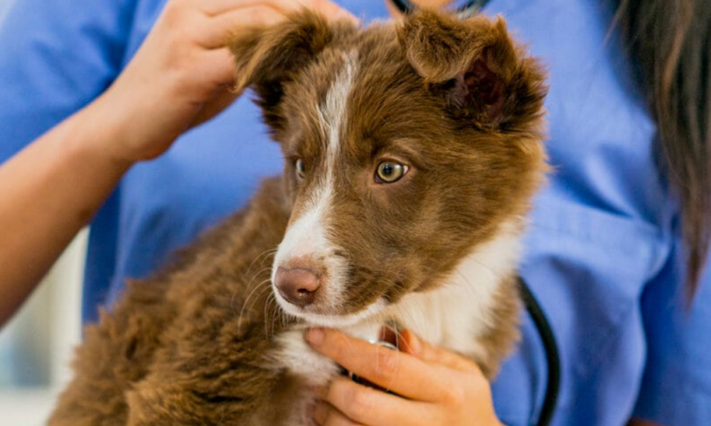 A Comprehensive Guide to understand Albendazole for Dogs – Green Report ...