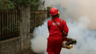 from-ants-to-rodents:-how-an-experienced-exterminator-keeps-your-home-safe-and-sanitary